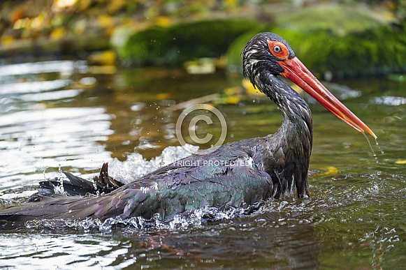 Black crane in water Black crane in water