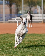 Whippet dog running in the grass