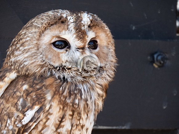 Tawny Owl