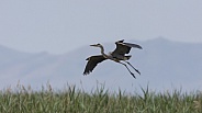 Great Blue Heron, Ardea herodias