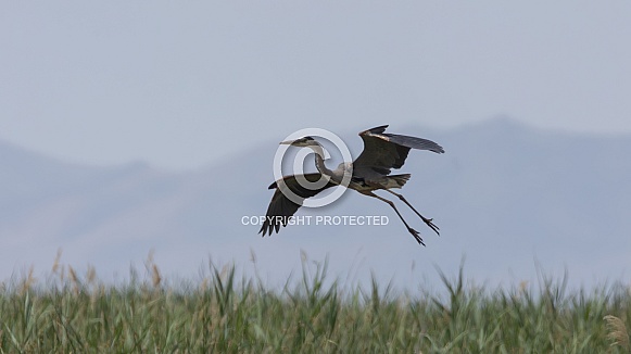 Great Blue Heron, Ardea herodias