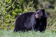Black Bear and cubs