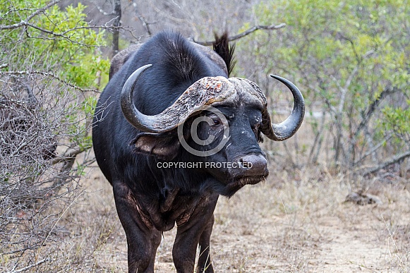 Buffalo (wild) Buffalo (wild)