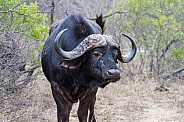 Buffalo (wild)
