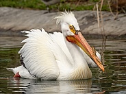 American White Pelican in water