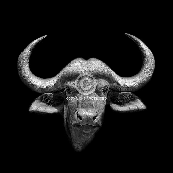 African Buffalo Monochrome African Buffalo Monochrome