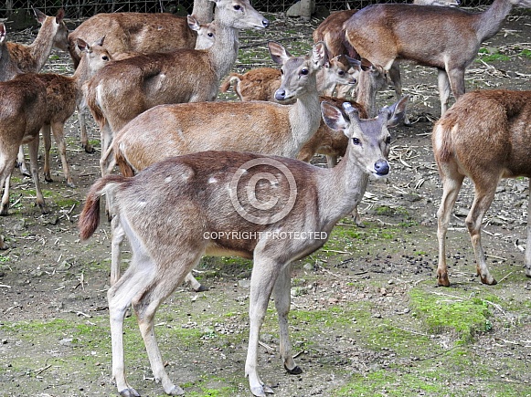 Javan Rusa Javan Rusa