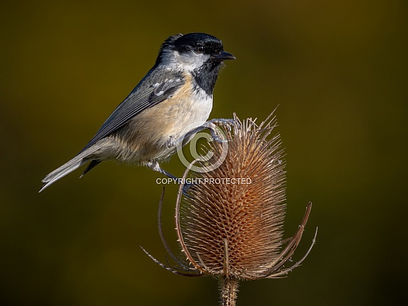 Coal tit