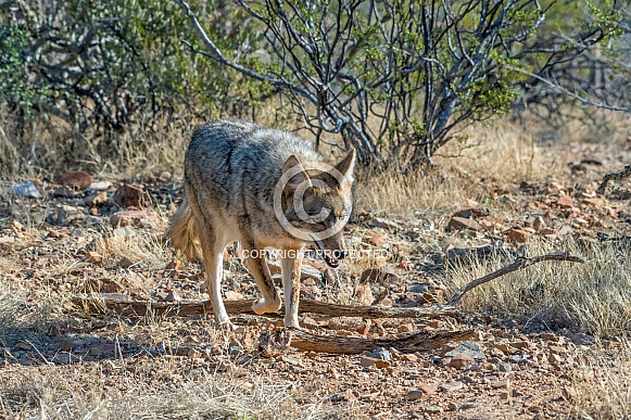 Coyote Coyote