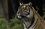 Sumatran tiger Close up