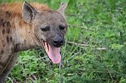 Hyena in Kruger National Park