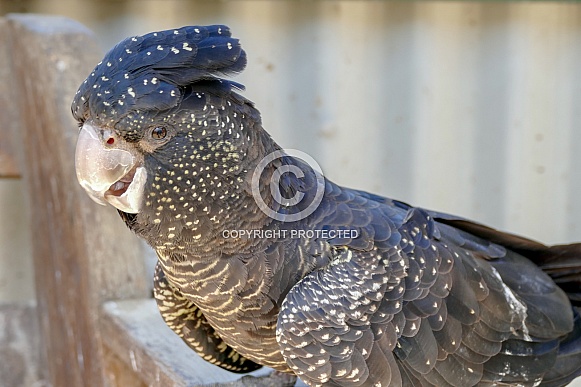 Red-tailed black cockatoo Red-tailed black cockatoo