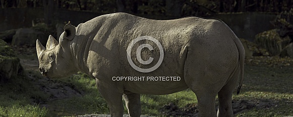 Rhinos