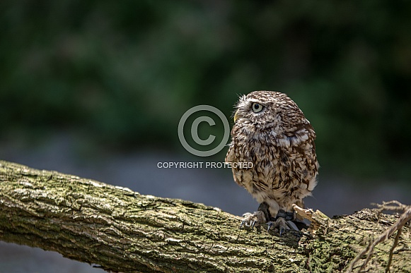 Little owl