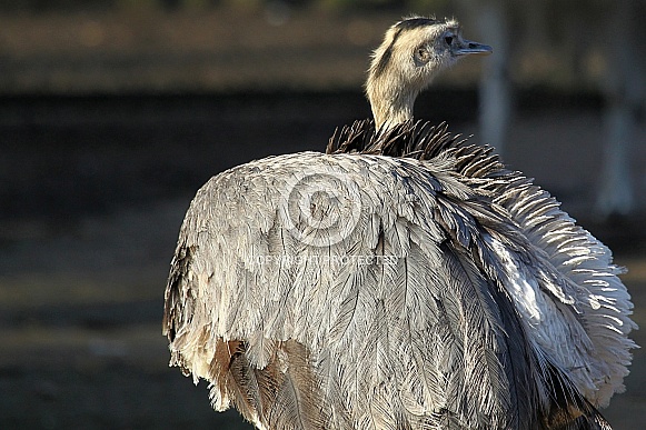 Greater Rhea Greater Rhea