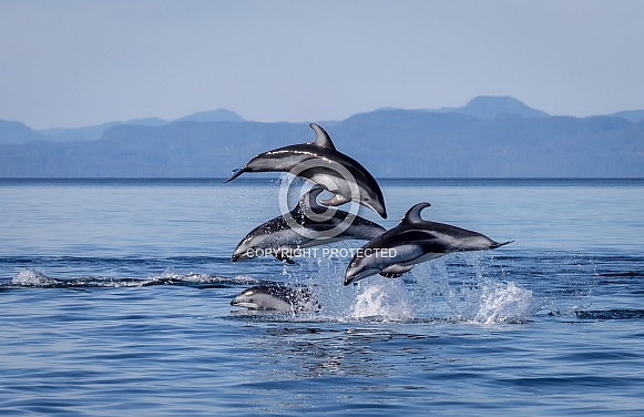 Pacific White Sided Dolphins jumping Pacific White Sided Dolphins jumping