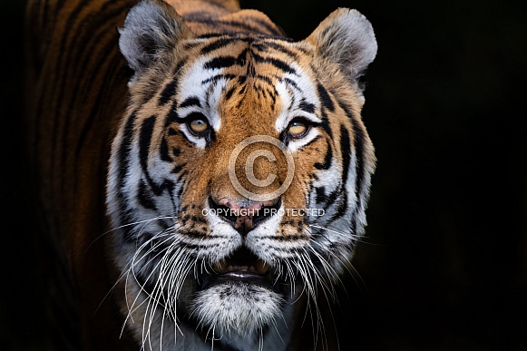 Tiger in the shadows