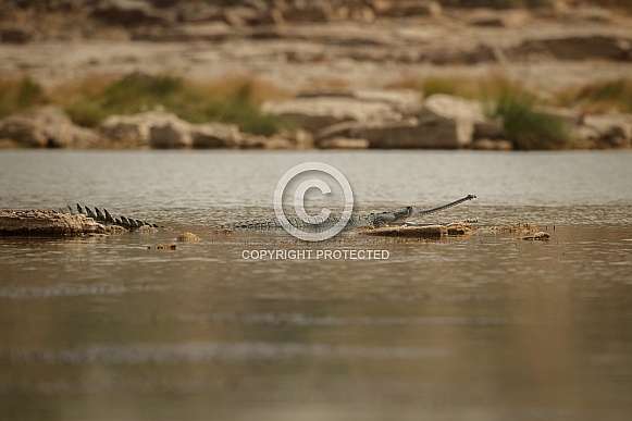 Indian gavial in the nature habitat