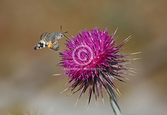 Hummingbird Hawkmoth