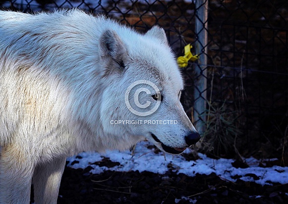 Arctic Wolf Portrait