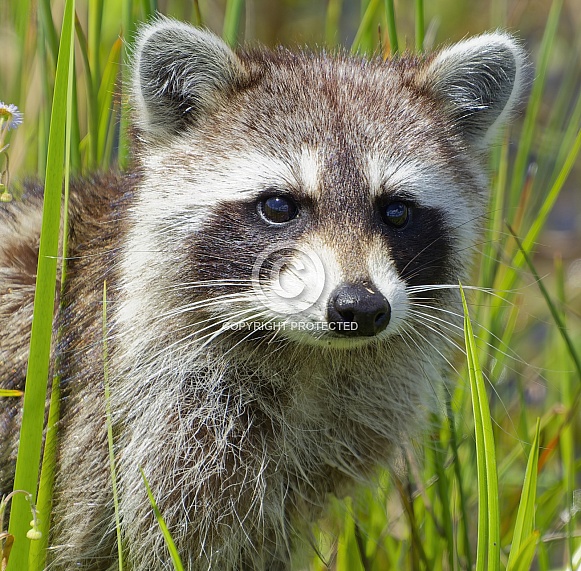 Raccoon