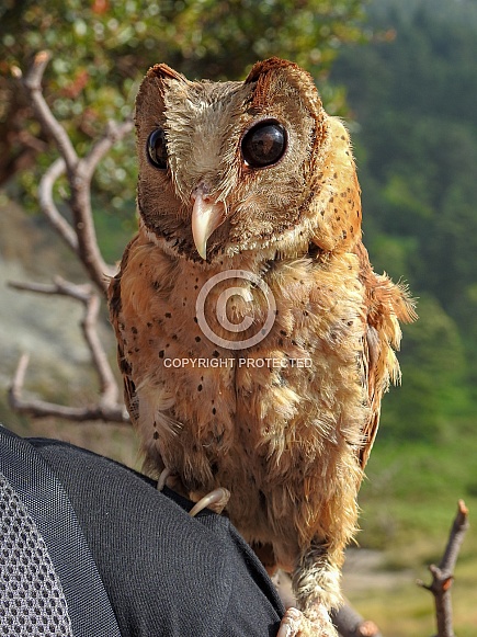 Oriental Bay Owlet