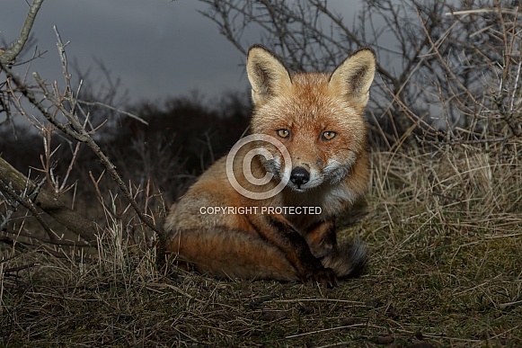 Red Fox