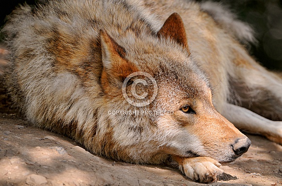 Grey Wolf Grey Wolf
