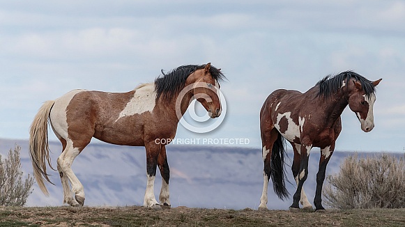 Wild Horse—Steens Mountains Oregon