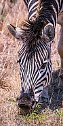 Zebra (wild)