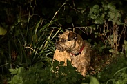 Border Terrier in Undergrowth