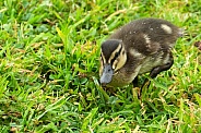 Mallard Duckling