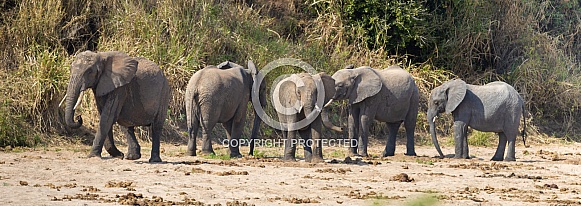 Elephants - What you looking at? Elephants - What you looking at?