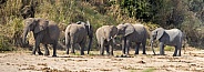 Elephants - What you looking at?