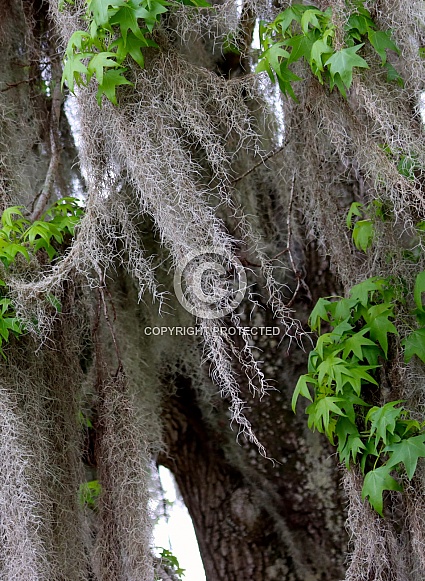 Spanish Moss adorns the branches of a Sweetgum Tree