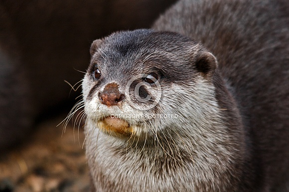 Asian Short Clawed Otter Close up