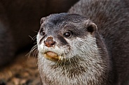 Asian Short Clawed Otter Close up
