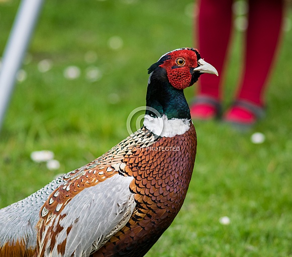 Pheasant