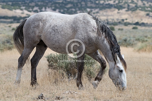 Wild Horses
