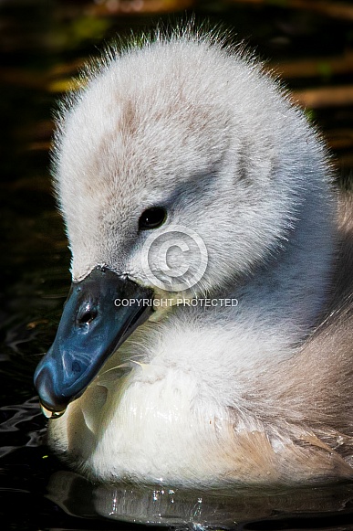 Cygnets