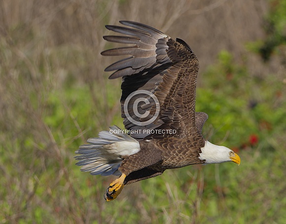 Bald Eagle