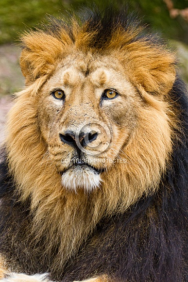 Lion portrait Lion portrait
