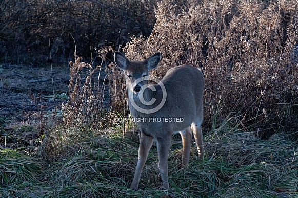 White-Tailed Deer