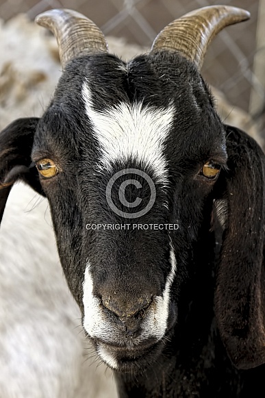 Goat looking straight ahead