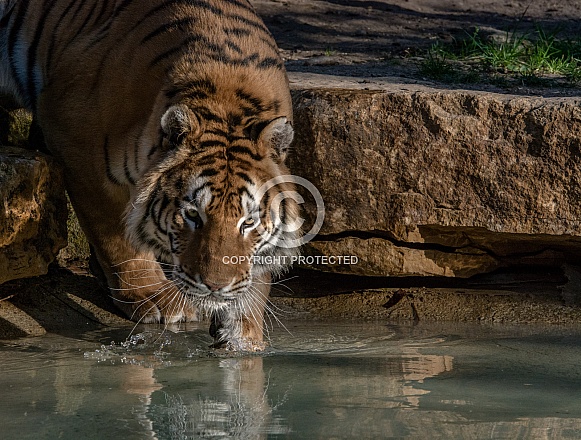Siberian Tiger Siberian Tiger
