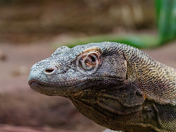 Komodo dragon - portrait, left facing