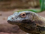 Komodo dragon - portrait, left facing