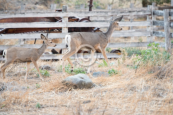 Wild Mule Deer Fawn