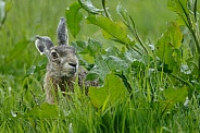 Hare