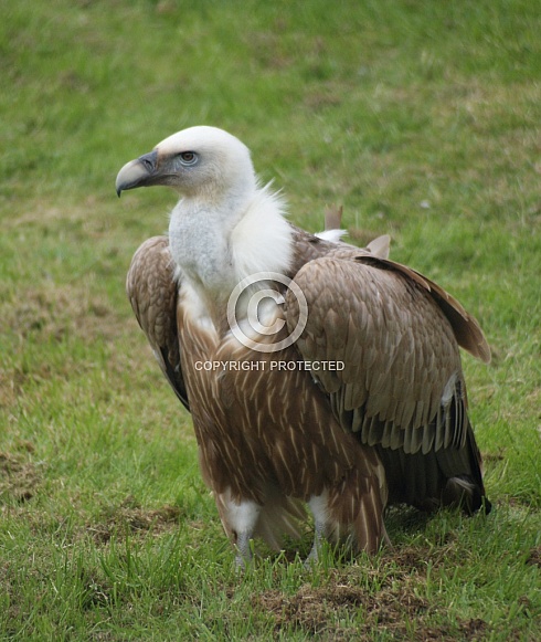 Griffon Vulture
